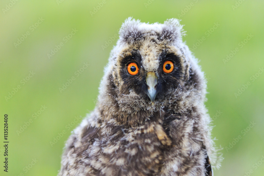 Obraz premium big eyes baby owls