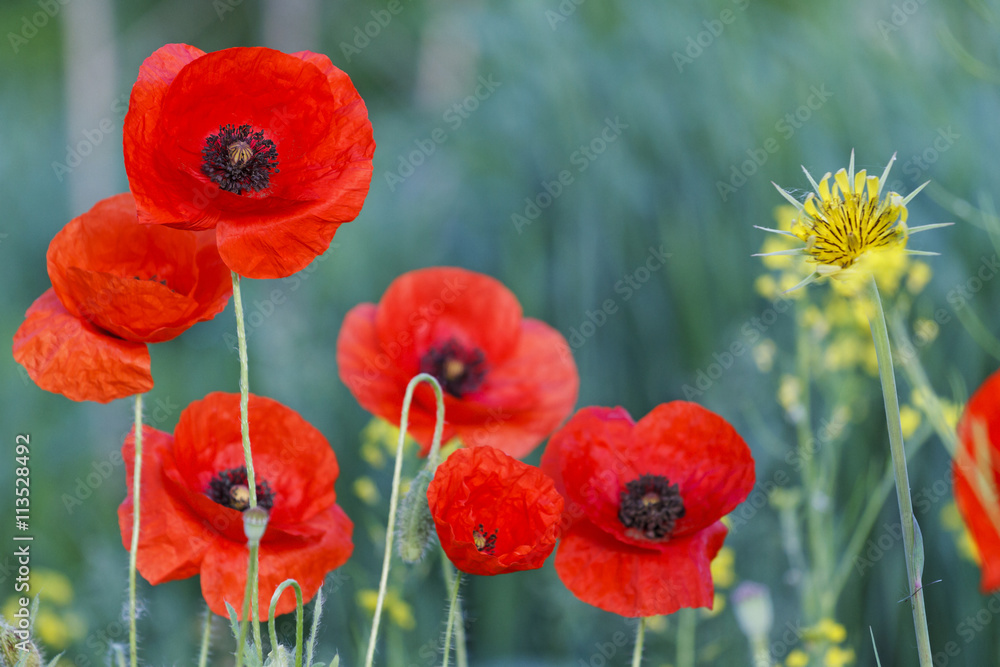 Fototapeta premium red wild flowers with black middle