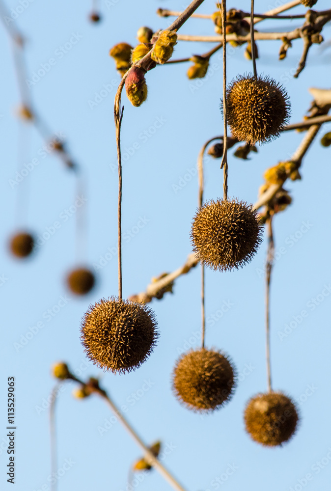 Obraz premium Flowering tree in the form of balls positioned geometrically correct