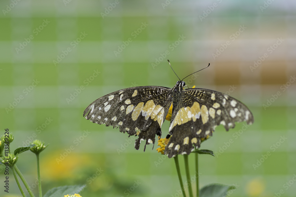 Fototapeta premium Butterfly sucking nectar from flowers. Background blur