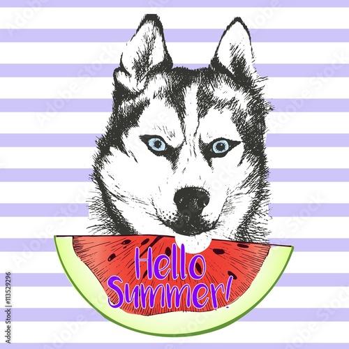 Vector hand drawn illustration of siberian husky or alaskan malamute dog eating the watermelon slice. Hello summer. Isolated on light green strips. fresh fashion vibrant summer poster.