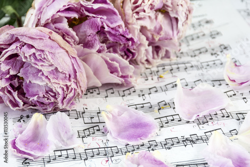 Withered pink peonies are on the musical notes with several petals