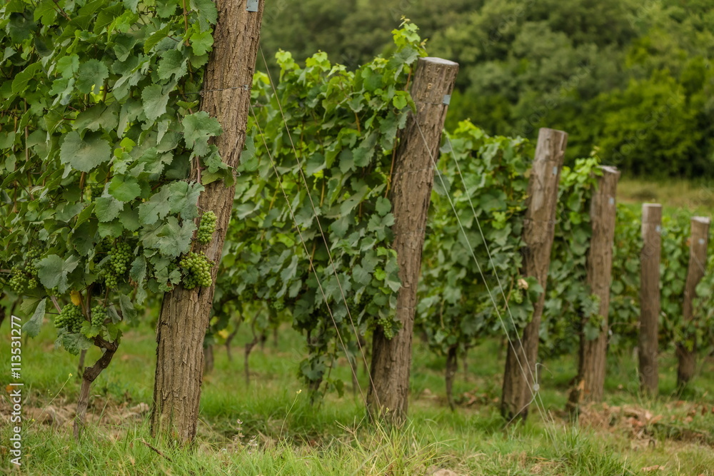 Fototapeta premium Green vineyard countryside.