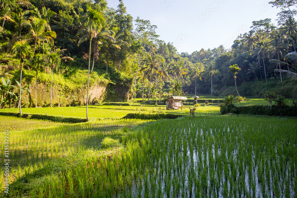 Naklejka premium Rice Fields Near Ubud in Indonesia