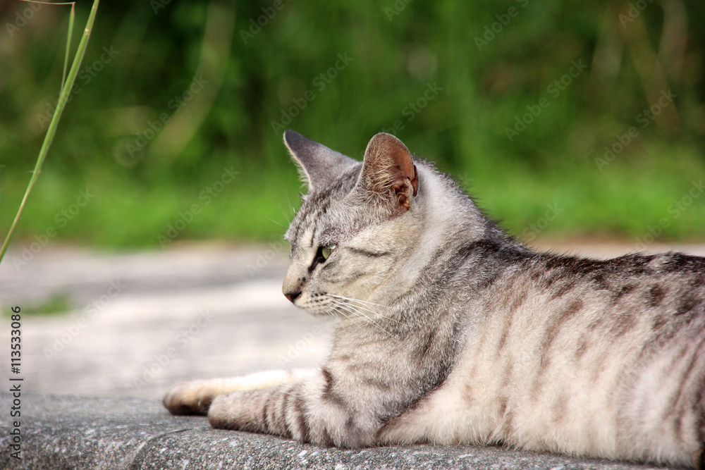 Obraz premium 腹這いでくつろぐ猫