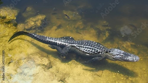 Alligator Everglades