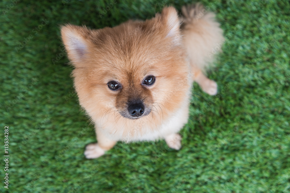 Pomeranian dog on green Pomeranian dog on green