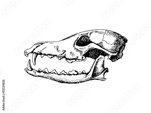 Dog skull. Hand drawn illustration isolated on white background.