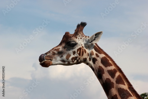 Giraffe leckt (schleckt) sich die Lippen ab (fressen) © rbkelle