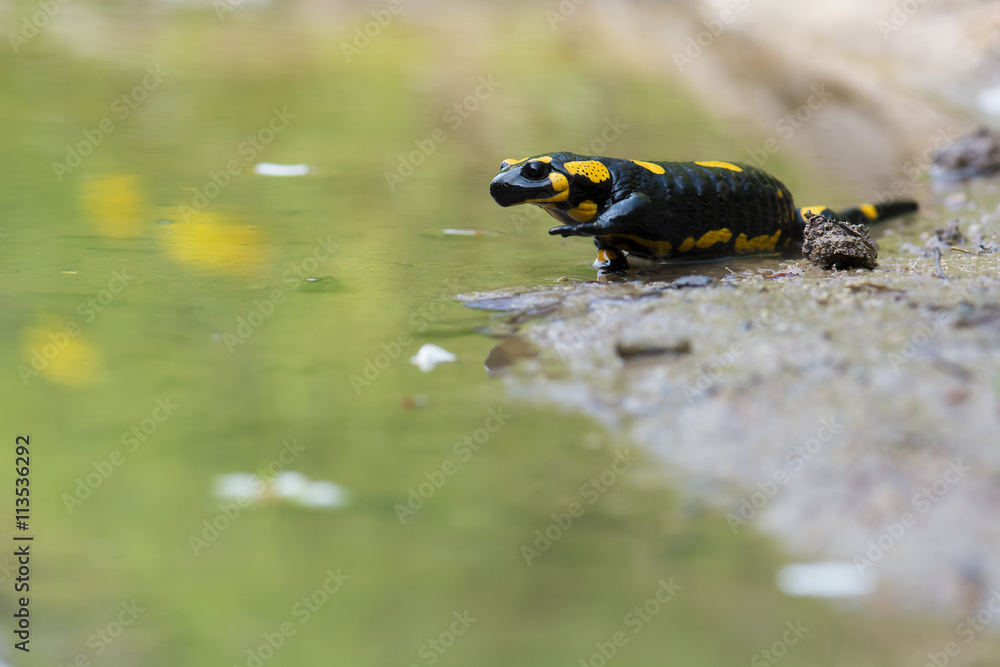 Black Yellow Spotted Fire Salamander Black Yellow Spotted Fire Salamander