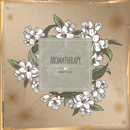 Vintage center frame with jasmine color sketch