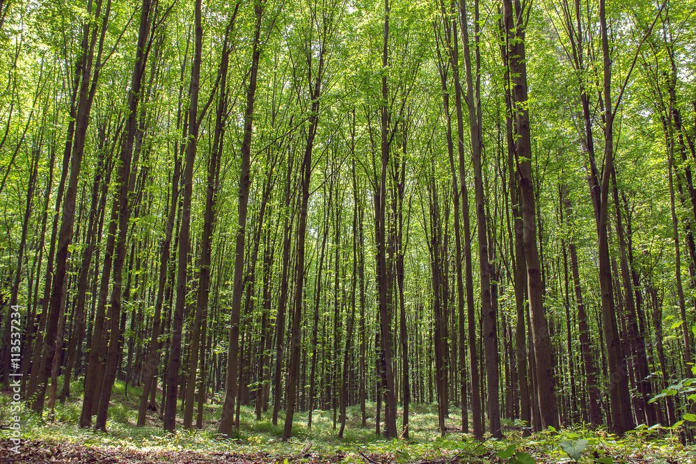 beechen tall green trees in a forest