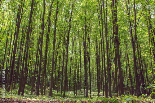Fototapeta Naklejka Na Ścianę i Meble -  beechen tall green trees in a forest