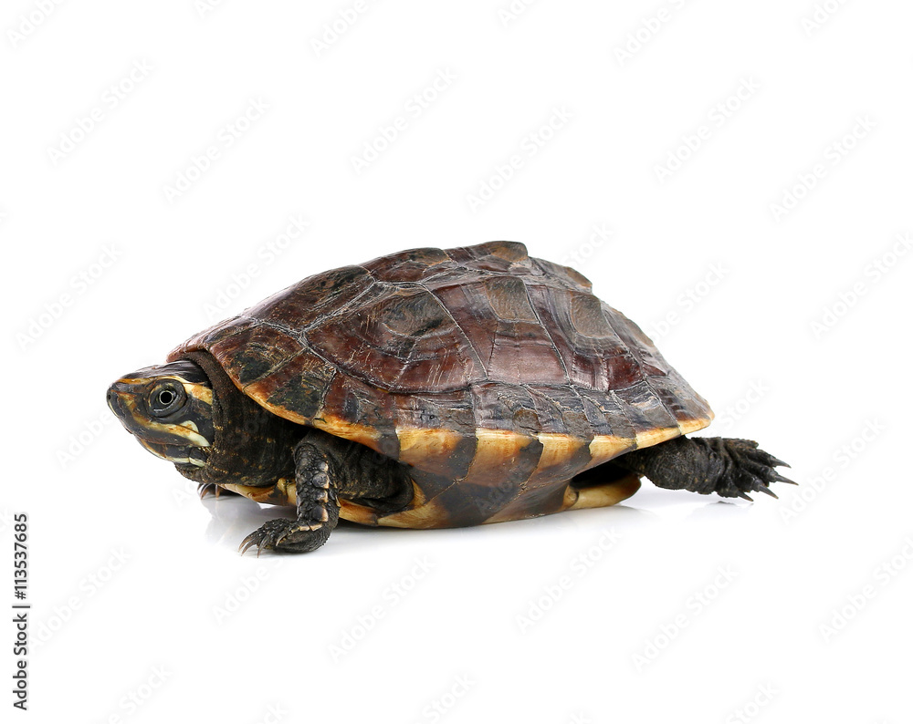 turtle on white background turtle on white background