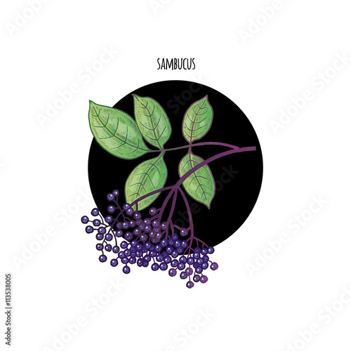 Image of plant Sambucus nigra