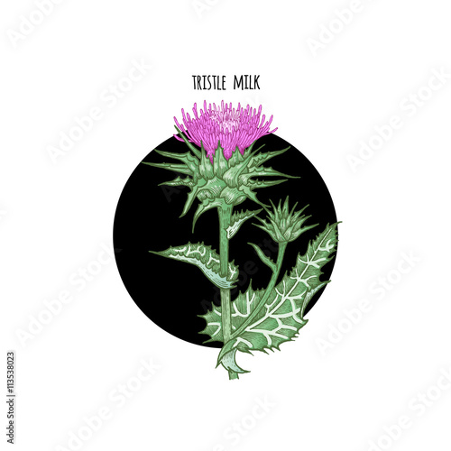 Image of plant thistle milk