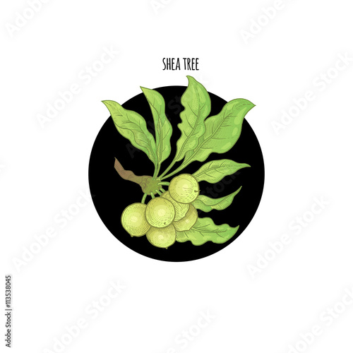 Image of plant Shea tree