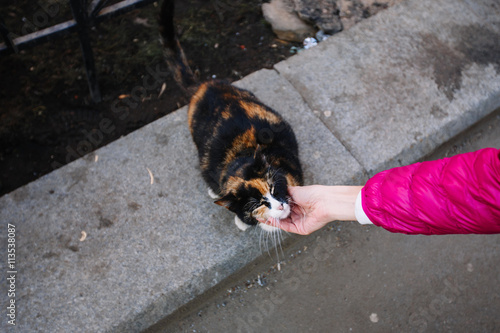 Woman hand touch on the head of the cat