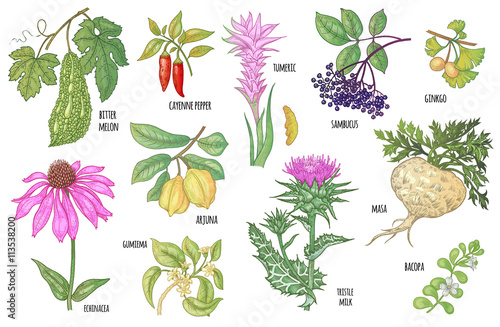 Set of medical plants.