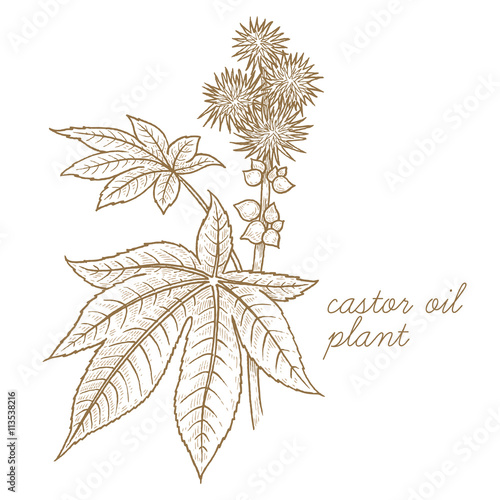 Vector image of medical plants. Castor oil plant.