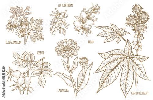 Set of vector images of medical plants.