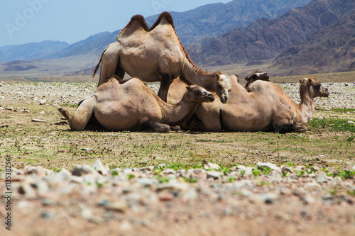 Camels
