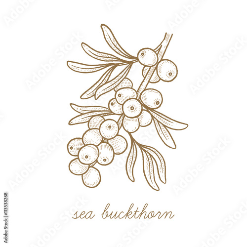Vector image of medical plants. Sea buckthorn.