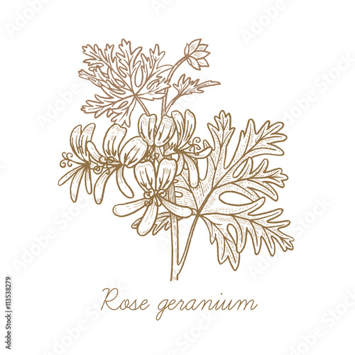 Vector image of medical plants. Rose geranium.