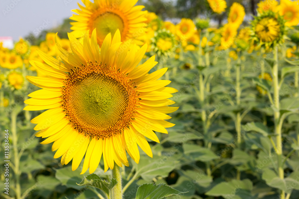 Beautiful yellow sunflower field Beautiful yellow sunflower field