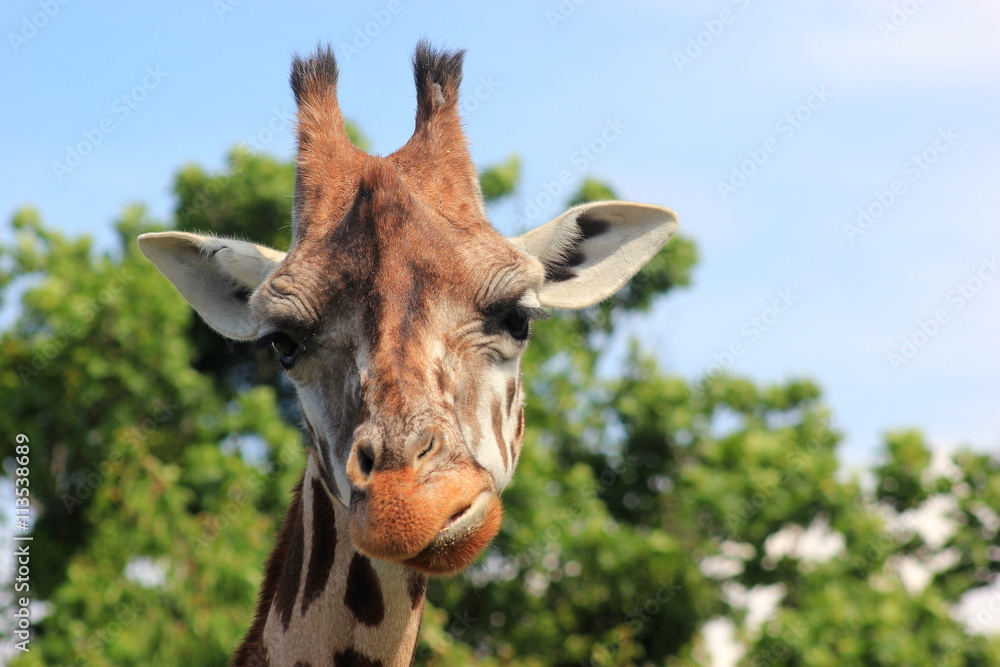 Fototapeta premium Safari: Kopf einer Giraffe
