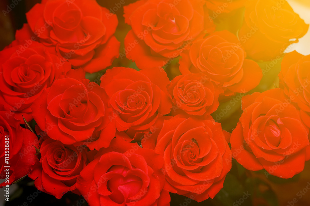 Natural red roses background Natural red roses background