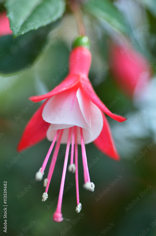 Naklejka premium Ballerina Flowers in the Gardens by the Bay