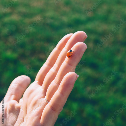 Close-up of a ladybug on the palm of the hand
