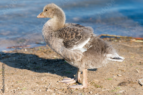 Portrait of a young Greylag Goose Chick photo