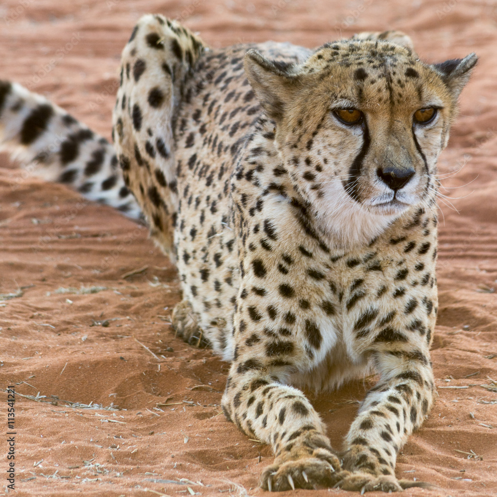 portrait of a cheetah, lying in red sand,