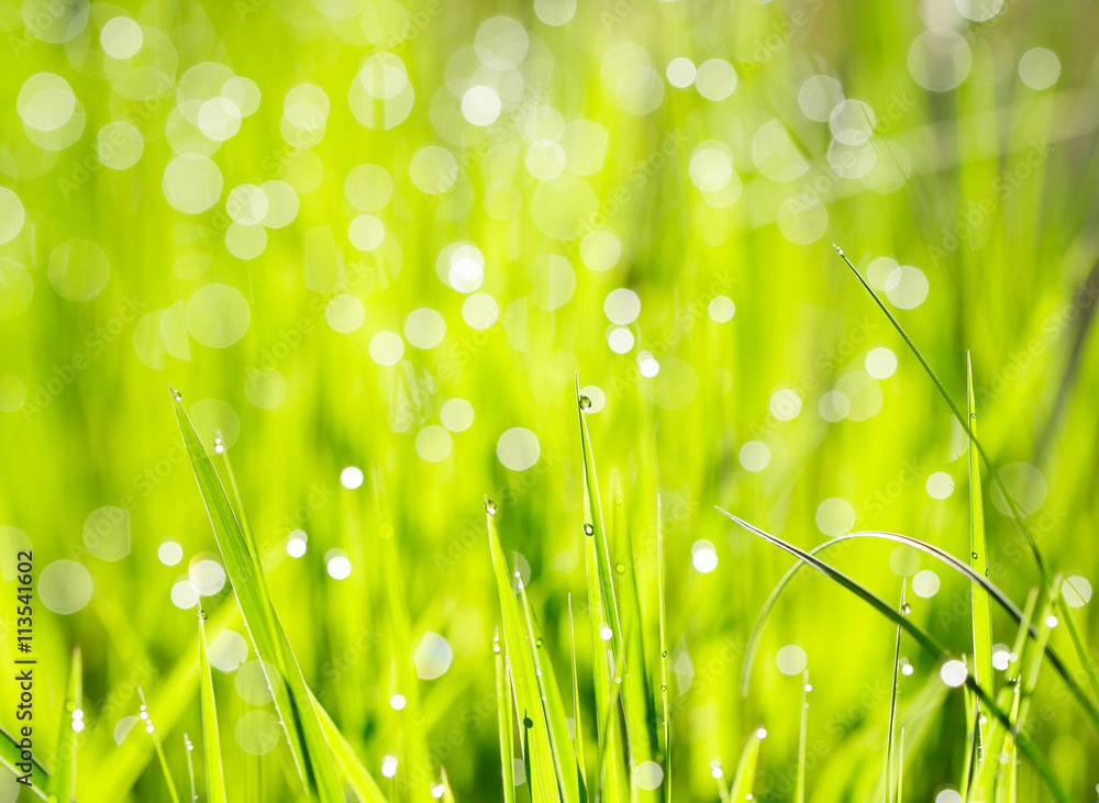 fresh grass fresh grass