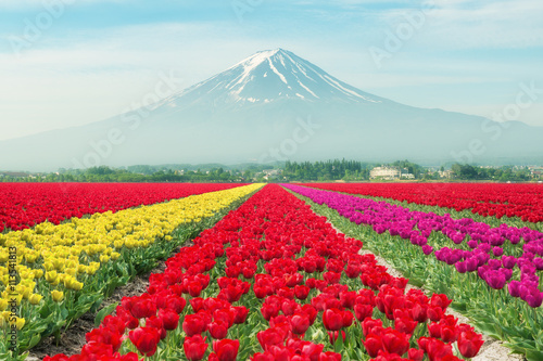 Landscape of Japan tulips with Mt.fuji. Colorful tulips.