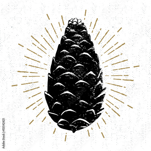 Hand drawn icon with a textured pine cone vector illustration.
