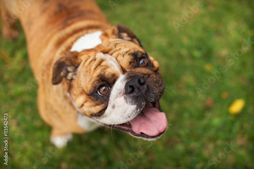 Bulldog Looking Up at Camera