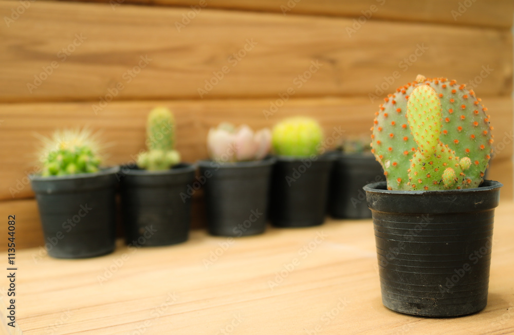Cactus on plank and wooden background. Cactus on plank and wooden background.