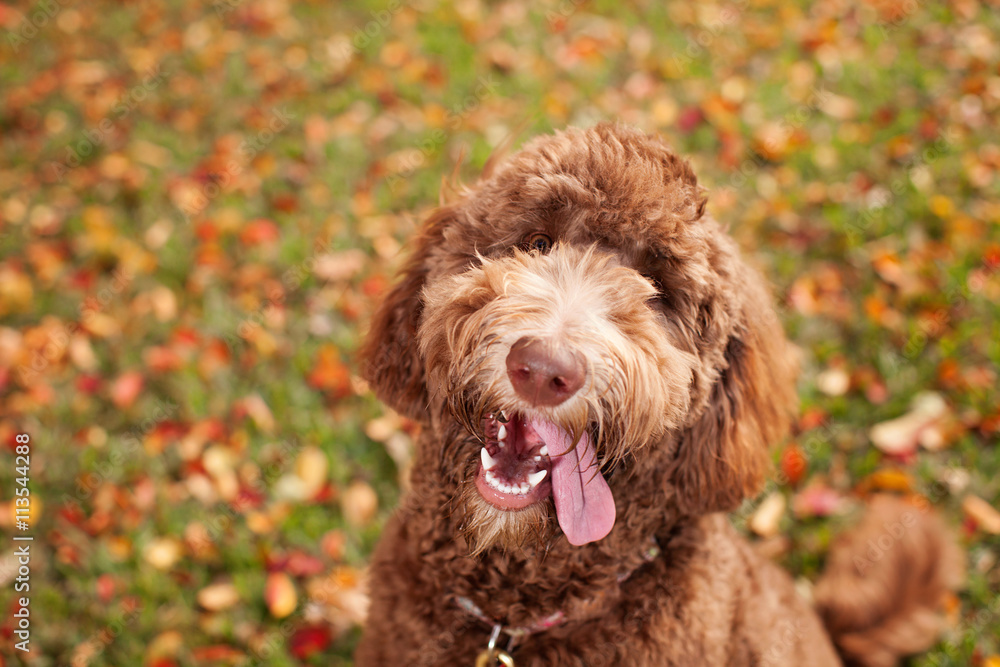 Labradoodle smile best sale