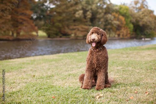 Beautiful Brown Labradoodle Standing by Lake at the Park with Autumn Leaves in Background