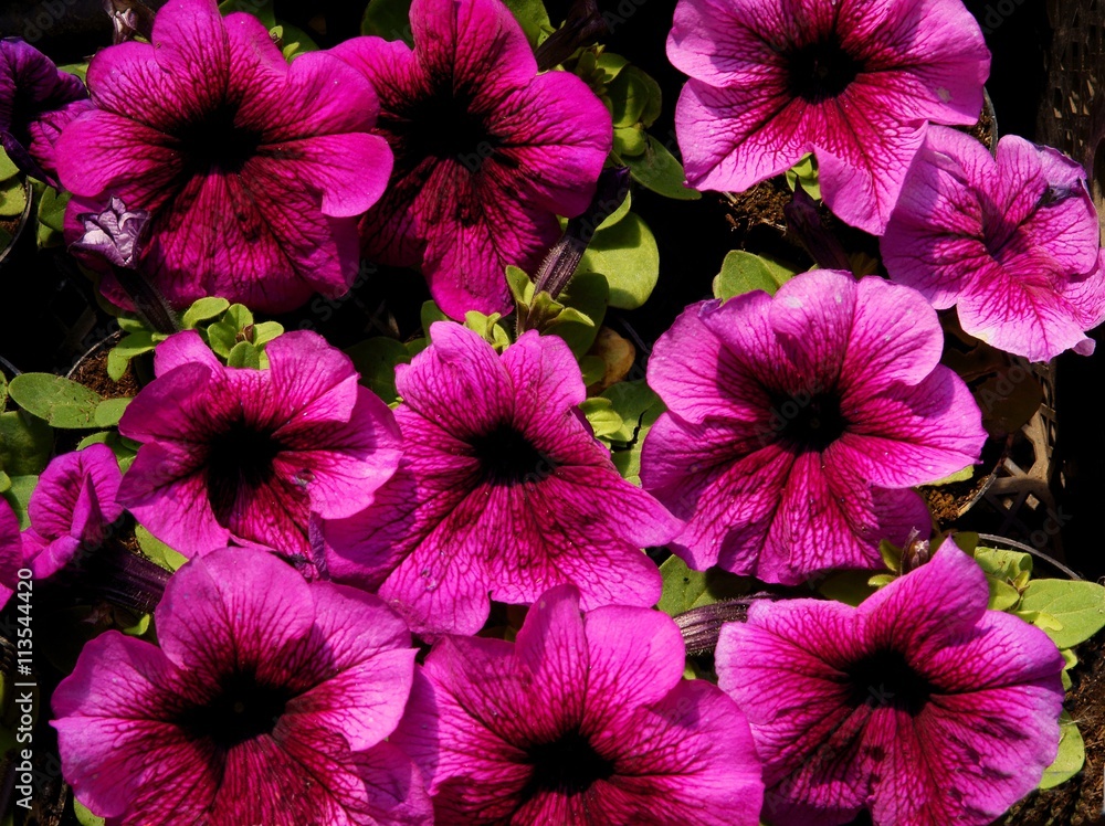 purple flowers of petunia