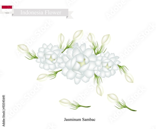 Jasminum Sambac The National Flower Of Indonesia Stock Vector Adobe Stock