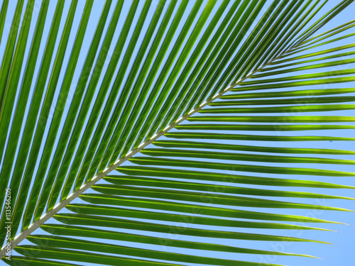 Leaf of a coco palm 