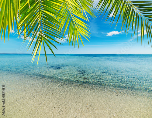 Fototapeta Naklejka Na Ścianę i Meble -  palm on a tropical beach