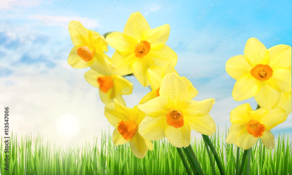 Fototapeta premium Daffodil.