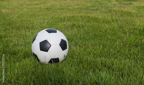 soccer ball on the grass © wi6995