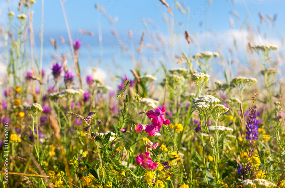 Colorful summer flowers meadow, blue sky in background Stock Photo ...