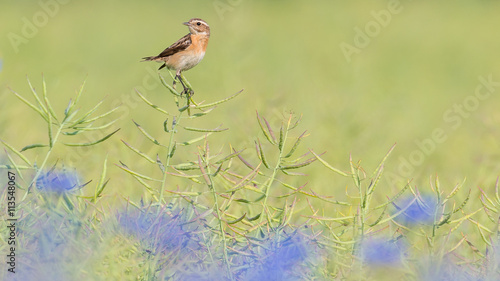 Ein Braunkehlchen (Saxicola rubetra) in einem Rapsfeld vom Raps (Brassica napus) mit Rapsschoten und Kornblumen (Centaurea cyanus) photo